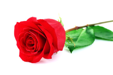 Fototapeta premium Beautiful red rose isolated on white