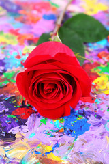 Fototapeta na wymiar Beautiful red rose on colorful abstract background