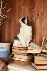 Cute cat sitting on books