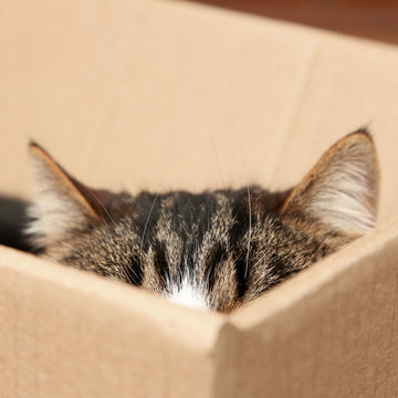 Cute Cat Sitting In Cardboard Box