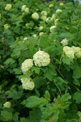 Viburnum opulus Roseum