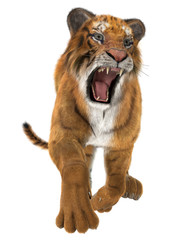 Obraz na płótnie Canvas Hunting Tiger