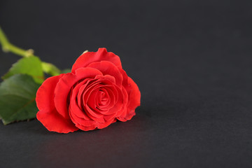 Single wonderful red rose on dark background