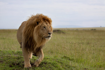 Fototapeta na wymiar The most beautiful Lion of the Masai Mara