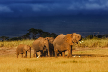 Fototapeta na wymiar African elephant herd enjoys the last rays of the sun