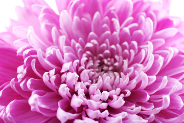 Beautiful chrysanthemum close-up