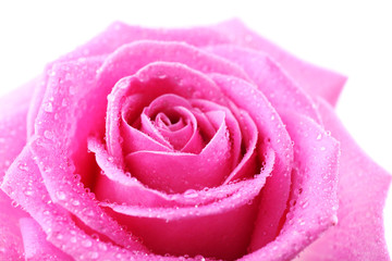 Beautiful pink rose close-up