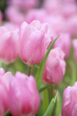 Fototapeta premium beautiful pink tulip
