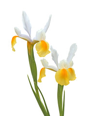 Fototapeta premium iris jaune de Hollande