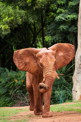 Fototapeta na wymiar Large African elephant (Loxodonta africana)