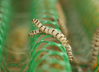 Naklejka premium close up of silkworm