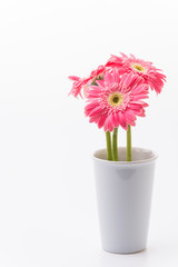Pink gerbera flower