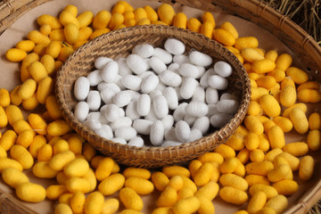 silkworm cocoon