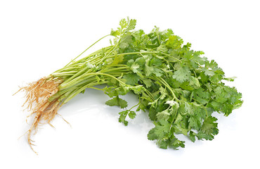 Coriander on white background