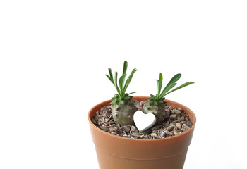 Couple plant with white heart symbol isolated.