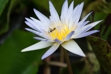 Beautiful lotus in the lotus garden
