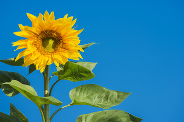 beautiful sunflower and blue sky ,Thailand