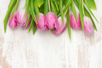 pink tulips on white background