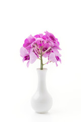 orchid isolated on white blackbackground