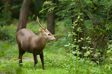 Hog deer free in the zoo, Thailand