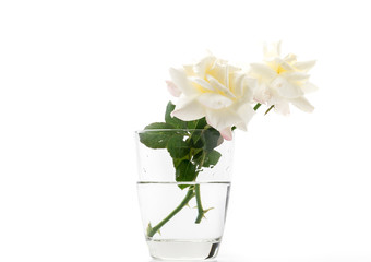 white rose on isolated background