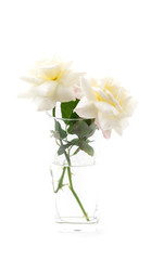 white rose on isolated background