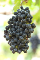 red wine grapes hanging