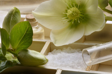 Helleborus Hellebore Elleboro bianco Nieswurz Ciemiernik خربق