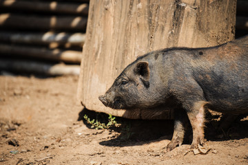 close up piglet at the mountain hill village in Thailand