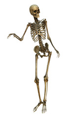 Human Skeleton