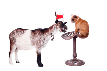 Portrait Of dwarf Goat in christmas hat On White