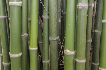 Fototapeta na wymiar Green bamboo background