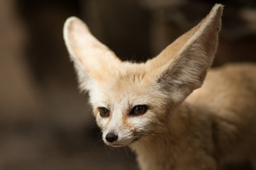 Bat-eared fox (Otocyon megalotis).