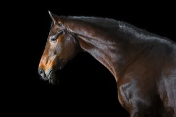 Tissu par mètre Léquitation Bay horse on black background