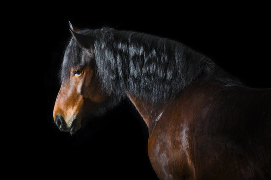 Bay horse on black background