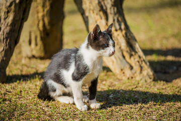 Thai black and white cat two colored eyes in the garden