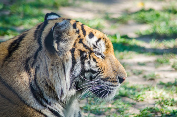 Obraz premium tiger