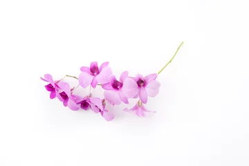 Fototapete Orchidee Orchidee isoliert auf weißem schwarzem Hintergrund