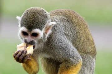 squirrel monkey eating