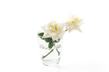 Fototapeta na wymiar white rose on isolated background