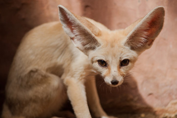 Bat-eared fox (Otocyon megalotis).