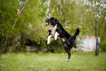 Young border collie dog