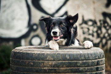 Border collie dog