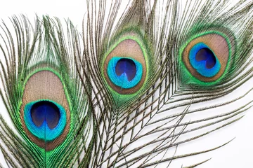 Papier Peint photo Lavable Paon Peacock feather