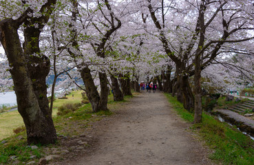 Cherry trees at river side of Hinokinai in Senboku, Akita, Japan