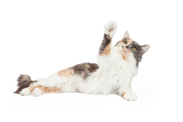 Calico Cat With Arm Extended