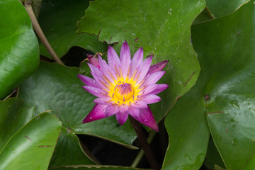 Beautiful lotus in the lotus garden