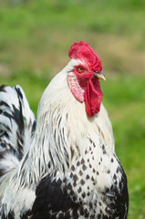 Portrait of a rooster close up