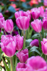 fresh pink tulips