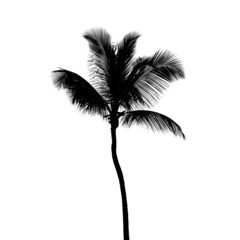 Fototapeta premium Black silhouette of coconut palm tree isolated on white